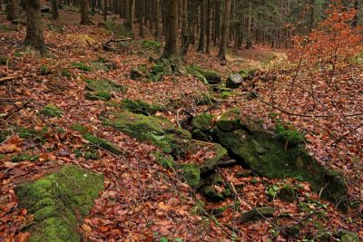 Heřmánkovické údolí